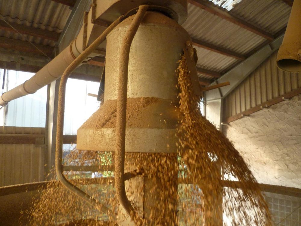 Das Darren (mit Buchenholz)