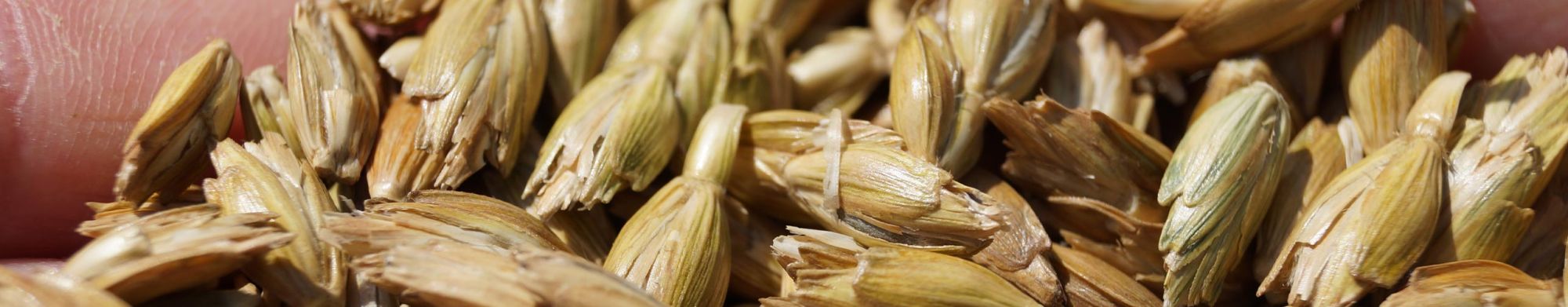 Vereinigung fränkischer Grünkernerzeuger Boxberg e.V.