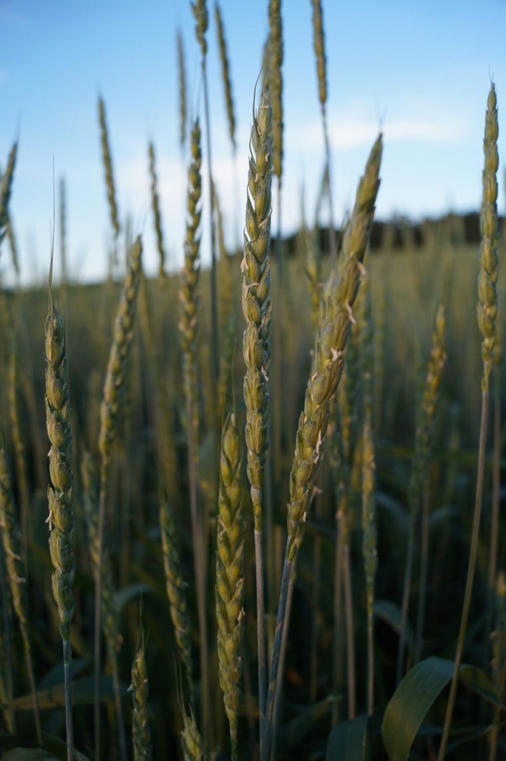 Grünkern Blüte Mitte Juni