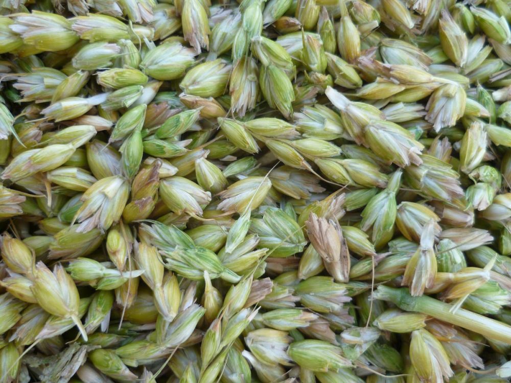 Dinkel vor dem Darren