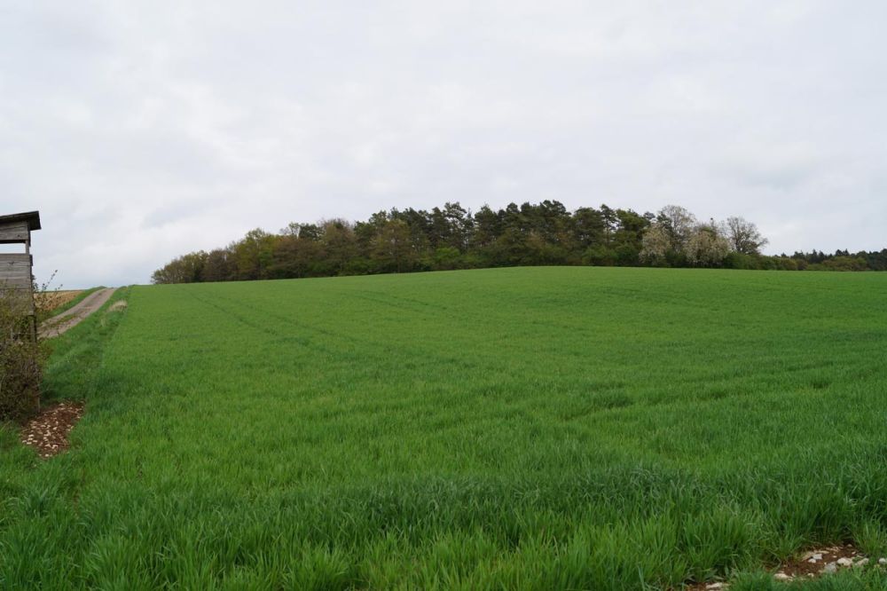 Mai: Dann wächst der "Bauländer Spelz"
