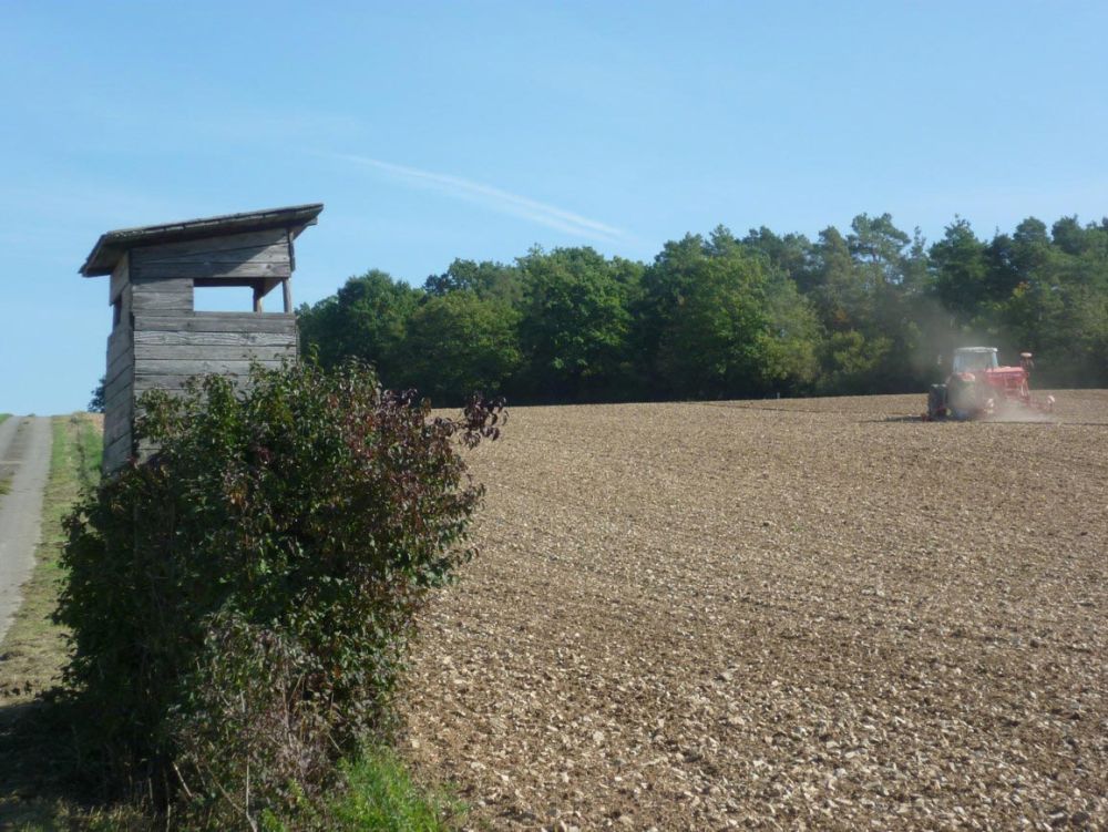 Im Oktober wird der Grünkern gesät