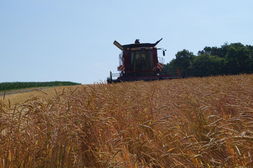Dann endlich die Grünkern-Ernte im Juli