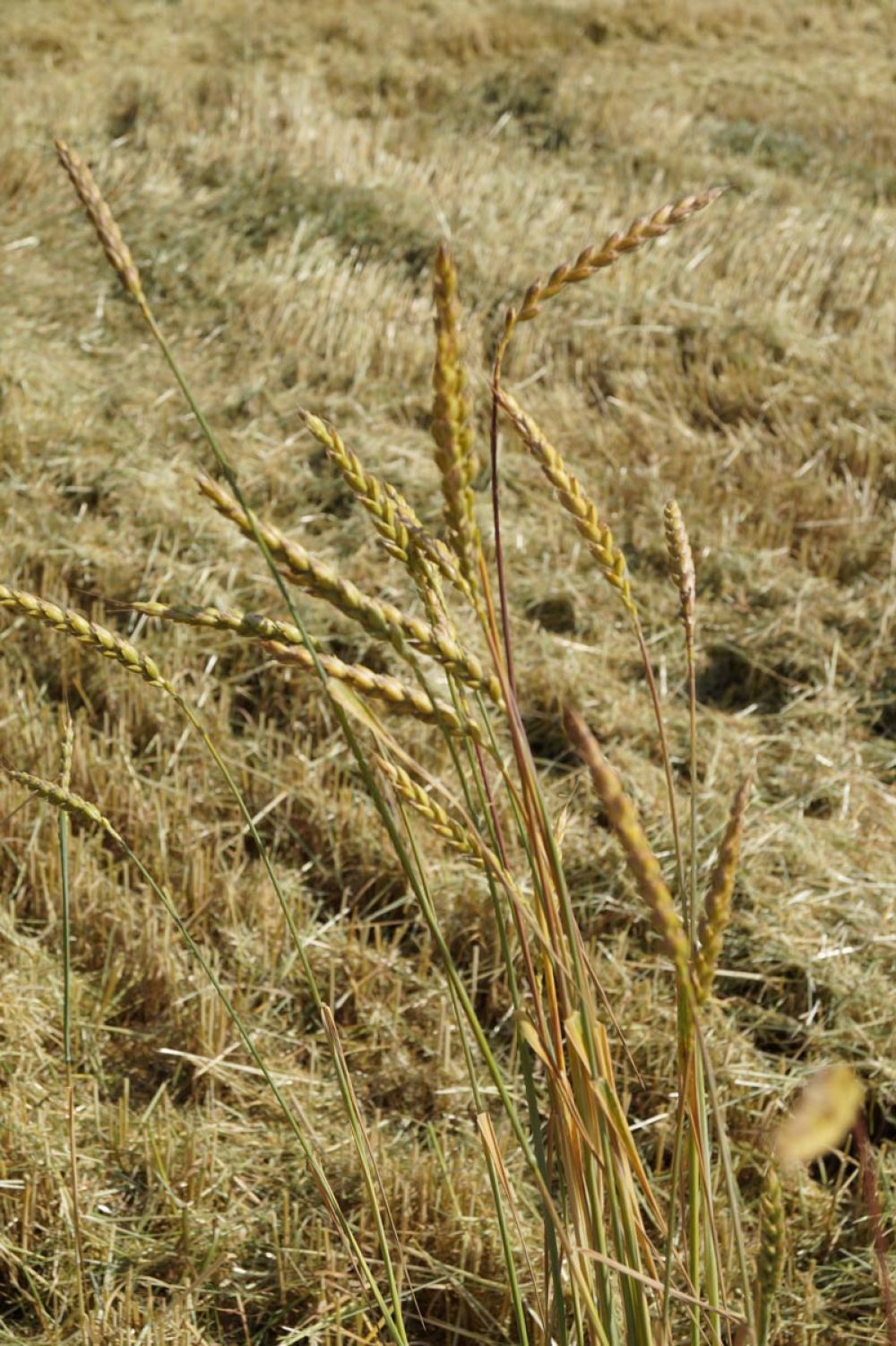 Grünkern kurz vor der Ernte im Juli