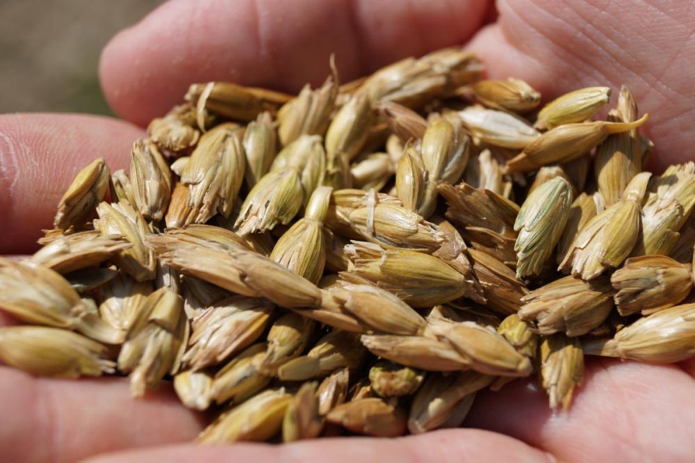 Grünkern nach dem Darren