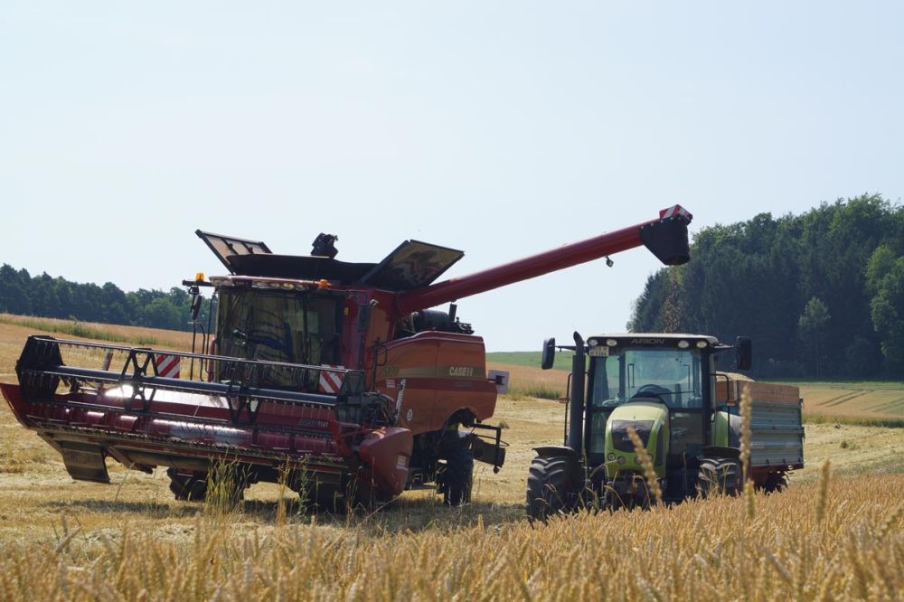 Dann endlich die Grünkern-Ernte im Juli